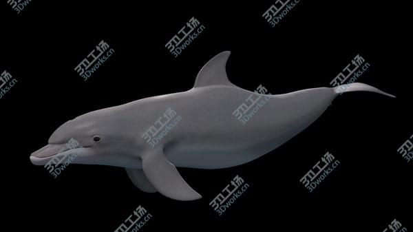 images/goods_img/20210312/Tursiops truncatus 3D/4.jpg